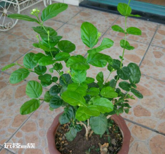 茉莉花什么时候修剪好(家里养茉莉花注意换盆和修剪时机)-图片9